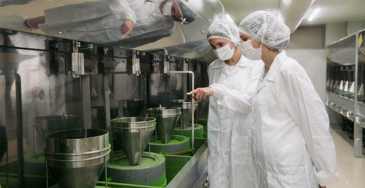 Traditionelle Steinmühlen bei der Vermahlung von Bio Matcha in der Produktion in Uji, Japan