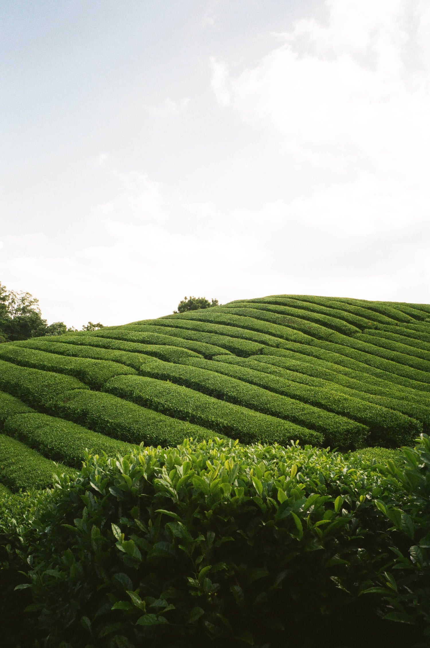 Die einzelnen Steps des Matcha Anbaus