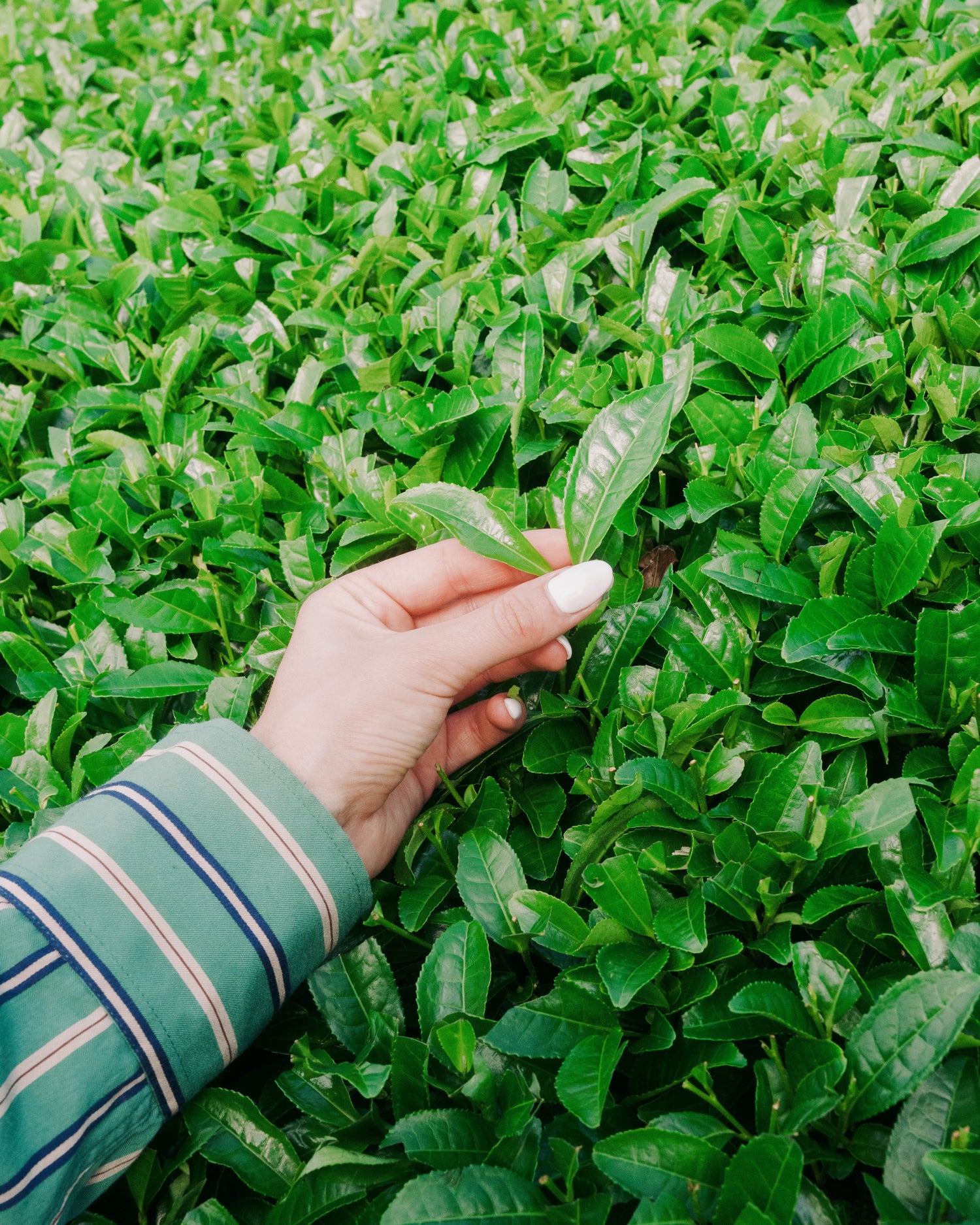 Cultivare des Matcha Tees