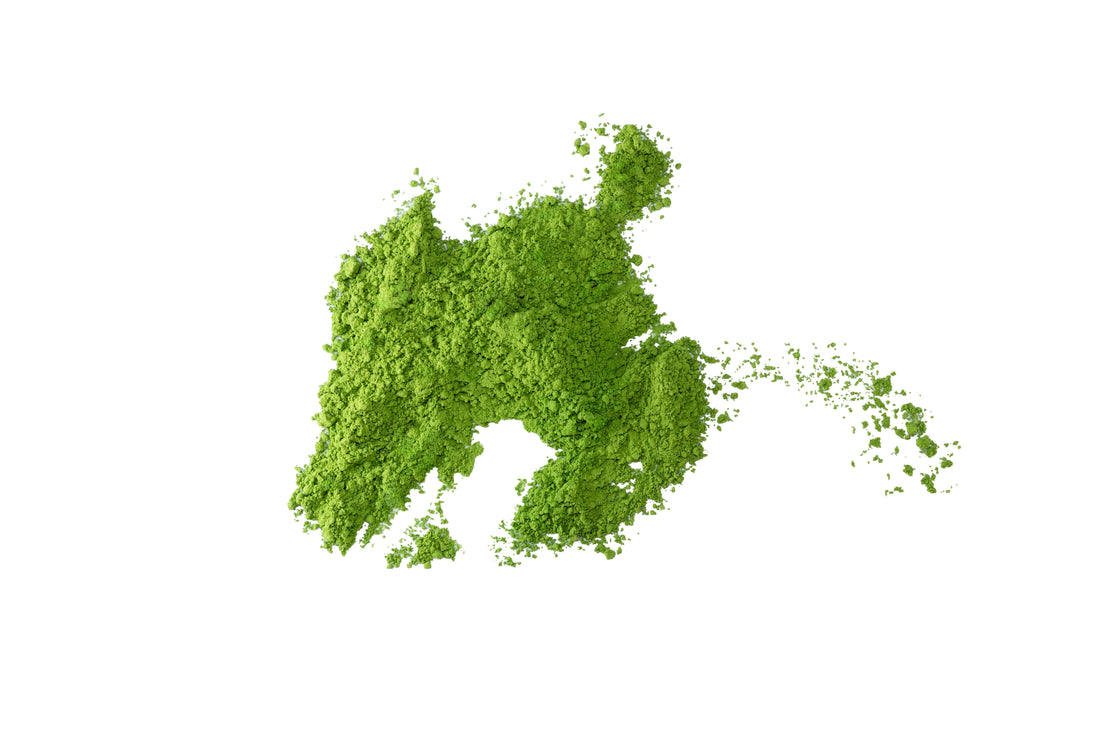 Bio - Thé Matcha Cérémonial 10g