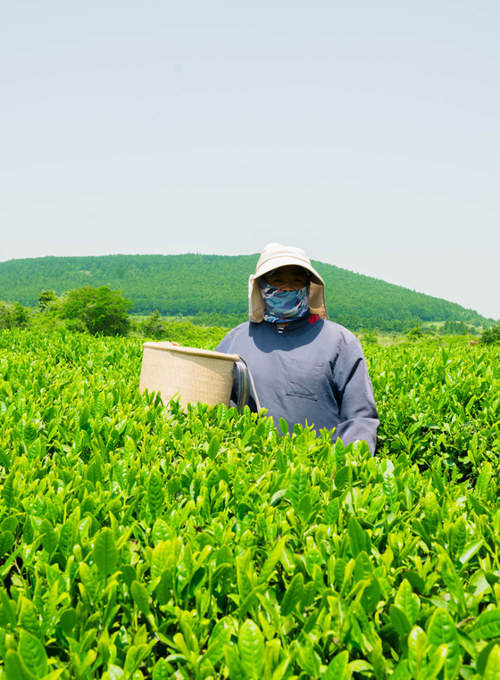 Grüne Teefelder unseres Matcha-Farmers in Südkorea