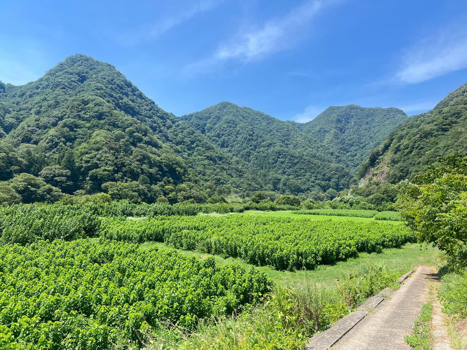 Mulberry-Farm in Shimane, Japan – Heimat unseres Mulberry Leaf Matcha