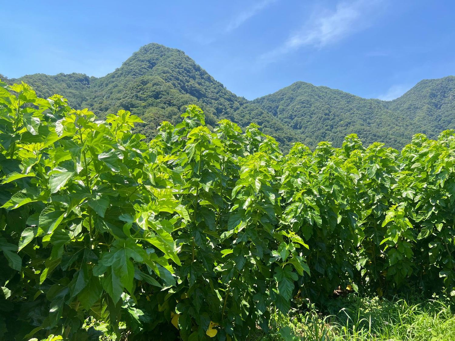 Mulberry-Farm in Shimane, Japan – Heimat unseres Mulberry Leaf Matcha